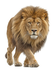 Obraz premium Majestic lion walking portrait nature habitat wildlife isolated on transparent background, png