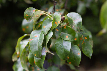Close-Up of Leaves with Orange Spots Indicating Disease