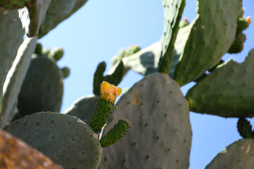 Prickly pear flower on a cactus, Mallorca.