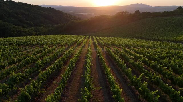 Awesome drone video of beautiful vineyard at sunset