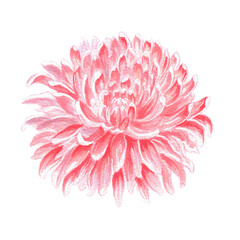 Watercolor pink chrysanthemum flower. Pink flower head isolated. Floral clipart element. Hand-drawn illustration for stickers, greeting cards, posters, scrapbooking design