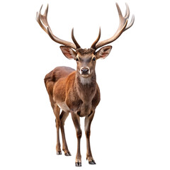 white background cutout high resolution no text