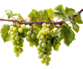 Harvesting fresh green grapes from vine nature scene isolated on transparent background, png