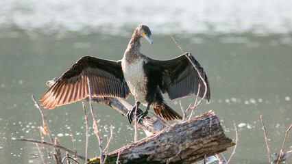 pelican in flight