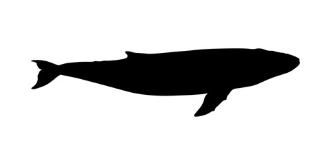 Fin whale silhouette vector flat illustration design.