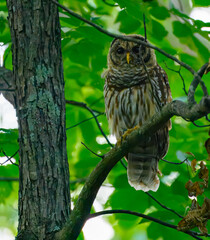 Barred owl perched in a tree in the classical pose of sitting straight up and looking forward