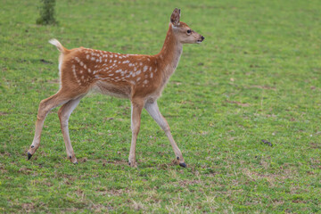 Male baby deer - Fawn is in the green meadow