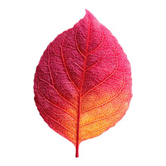 Obraz premium Colorful leaves falling in autumn natural setting close-up photography warm light artistic concept