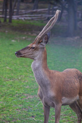 Deer - Cervus and doe in a green meadow at the edge of the forest