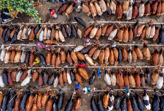 Aerial view of goats tethered in rows, their varied coats creating a textured tapestry of browns, blacks, and whites, Mahasthan, Rajshahi Division, Bangladesh.