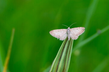 Klappertopf-Kapselspanner (Perizoma albulata)	