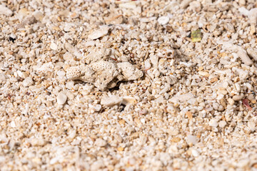A detailed view of beach sand scattered with smooth pebbles, providing an earthy, natural texture ideal for use in design backgrounds, wellness themes, or beach-inspired concepts.