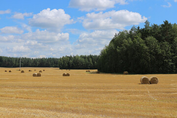 Rolled straw bales on harvested field, rural agricultural landscape in Belarus, summer countryside scenery.