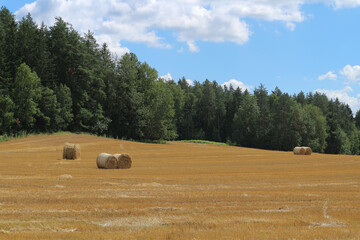 Summer rural landscape in Belarus with straw bales, golden field and forest under blue sky, peaceful countryside scenery