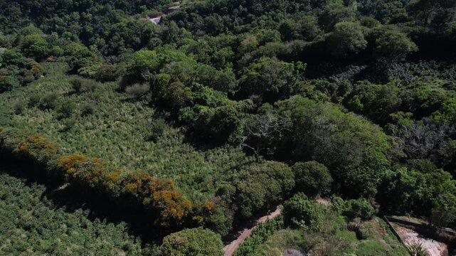 Drone Shot of Coffee Plantation Fields and Green Landscape Above Boquete, Panama