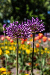 purple flowers in the garden