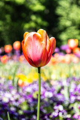 red and yellow tulip