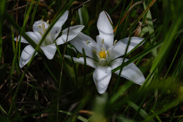 white spring flowers