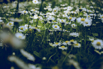 daisies in the grass
