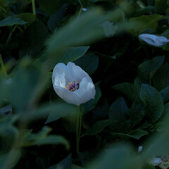 flower in the garden