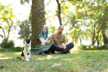 Cute cat wearing a leash sitting on grass in park with owners in background