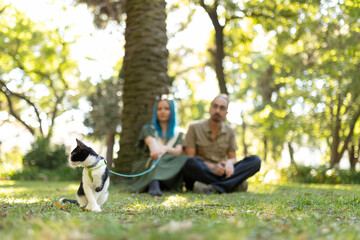 Black and white cat wearing a harness and leash in park with owners