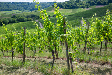 Moselle Valley Wine Growing region in Luxembourg 