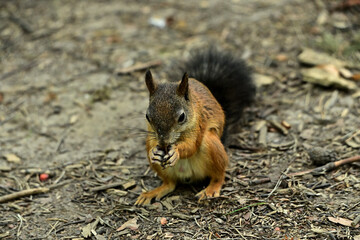 A squirrel is gnawing a nut on the ground in the forest.