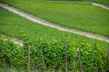 Moselle Valley Wine Growing region in Luxembourg 