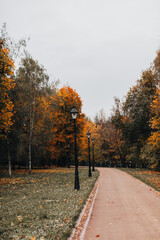 Alley in autumn park, seasonal nature with orange yellow trees, background for posters, postcards or calendars