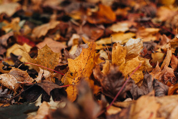 Orange yellow fallen leaves in autumn park, background for posters, postcards or seasonal calendars