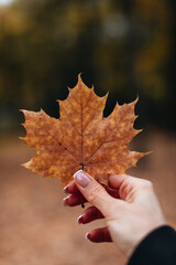 Female hand holding orange autumn maple leaf, aesthetics of autumn and seasonal nature