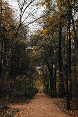 Alley in autumn park with fallen leaves, seasonal nature with orange trees, background for posters, postcards or calendars