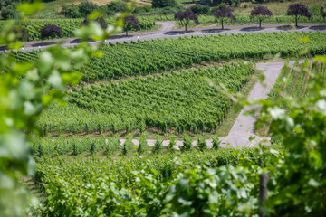 Moselle Valley Wine Growing region in Luxembourg 