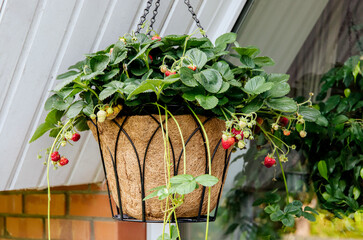 Strawberry plants with beautiful red strawberries growing in a hanging flower pot outdoors in...