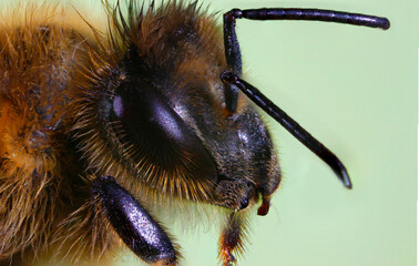bee head on a light background. colorful macro photo of an insect. detailed photo. screensaver. space for text. big eyes. honey bee.