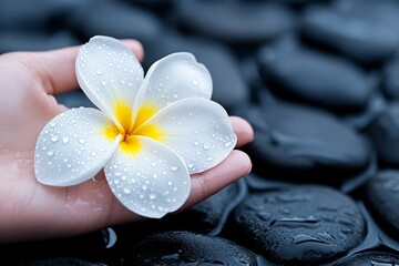 A plumeria flower, dark spa stones background. Generative AI