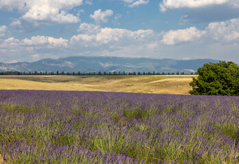 Lavender fields on the Plateau of Valensole. Provence, France.