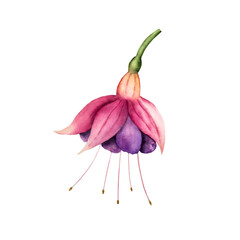 Realistic blooming fuchsia flower. Watercolor hand drawn tropical plant. Isolated botanical illustration on transparent background. Perfect for tropical design projects. For designers, invitations