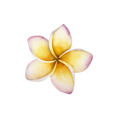 Realistic blooming frangipani flower. Watercolor hand drawn tropical plumeria plant. Isolated botanical illustration on transparent background. Perfect for tropical design projects. For designers