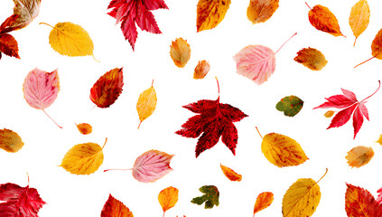 Obraz premium Colorful autumn leaves falling in various poses on a Transparent background PNG