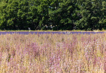 Fields of blooming sage on the Plateau of Valensole. Provence; France.