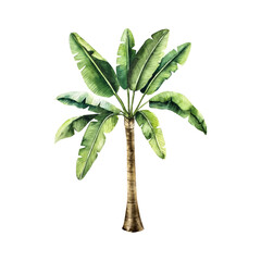 Realistic banana palm tree. Watercolor hand drawn vibrant green leaf. Isolated kentia illustration on transparent background. Perfect for tropical design projects. For designers, invitations