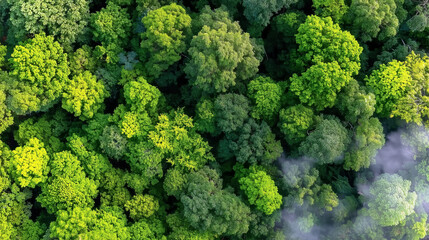 Naklejka premium Aerial View of Lush Green Tree Canopy in a Vibrant Forest Representing Nature and Environmental Sustainability