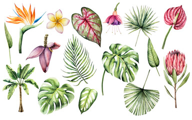 Realistic monstera leaf. Watercolor hand drawn vibrant green tones. Isolated botanical illustration on transparent background. Perfect for tropical design projects. For designers, invitations