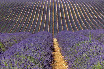 Lavender fields on the Plateau of Valensole. Provence, France.