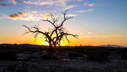 Naklejka premium Desert Sunset with Silhouette Tree.