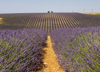 Lavender fields on the Plateau of Valensole. Provence, France.
