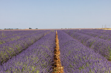 Lavender fields on the Plateau of Valensole. Provence, France.