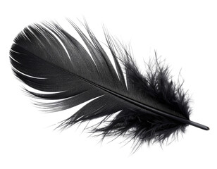  Single black feather gently floating isolated on transparent background PNG